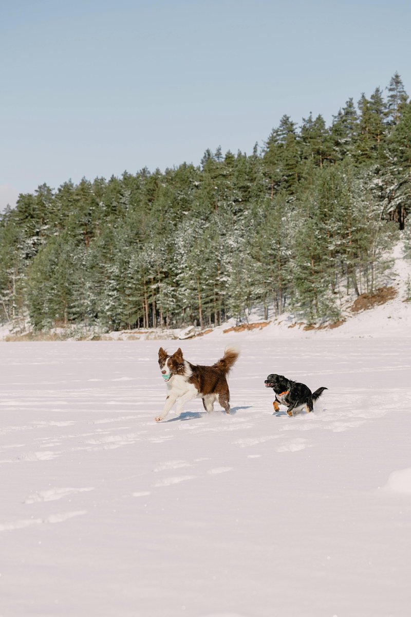 gooddogusaco's tweet image. Bootie Boot Camp
Winter dog boots = dramatic “I can’t move my feet!” acting. Give treats for emotional support. 🥾😂
#WinterDogs #DogBooties #SnowSeason #FunnyPets #DogCare #ColdWeatherTips #PetParents #GoodDogUSA