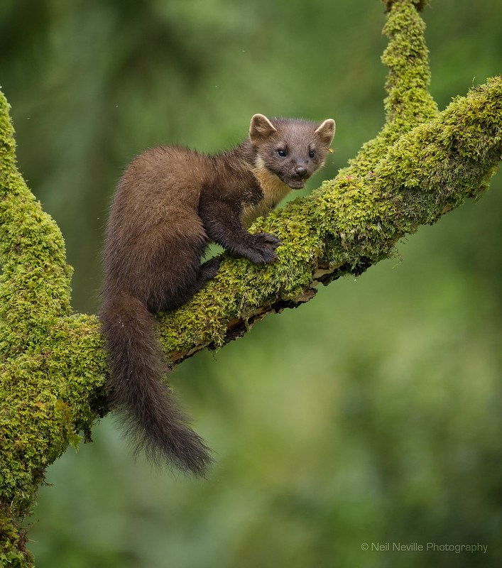 [🔗](api.tinyfox.dev/hourly/pinemar…)