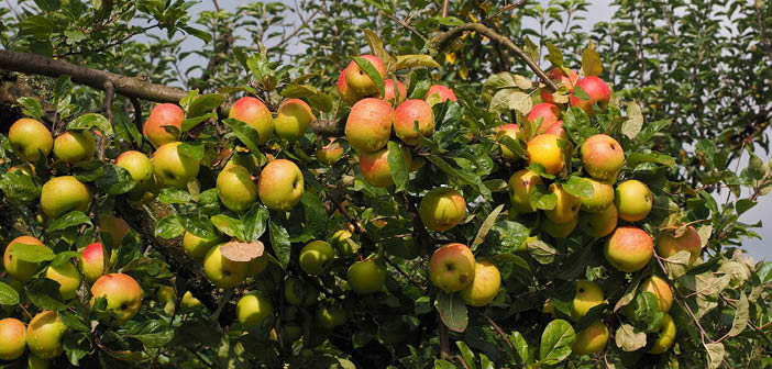 ACTfruitgrower's tweet image. Two months into new British apple season and discounters once again lead the way

Read more via #HortNews &amp;gt;&amp;gt; hortnews.com/articles/horti…

@GBApples @LidlGB #BritishApples