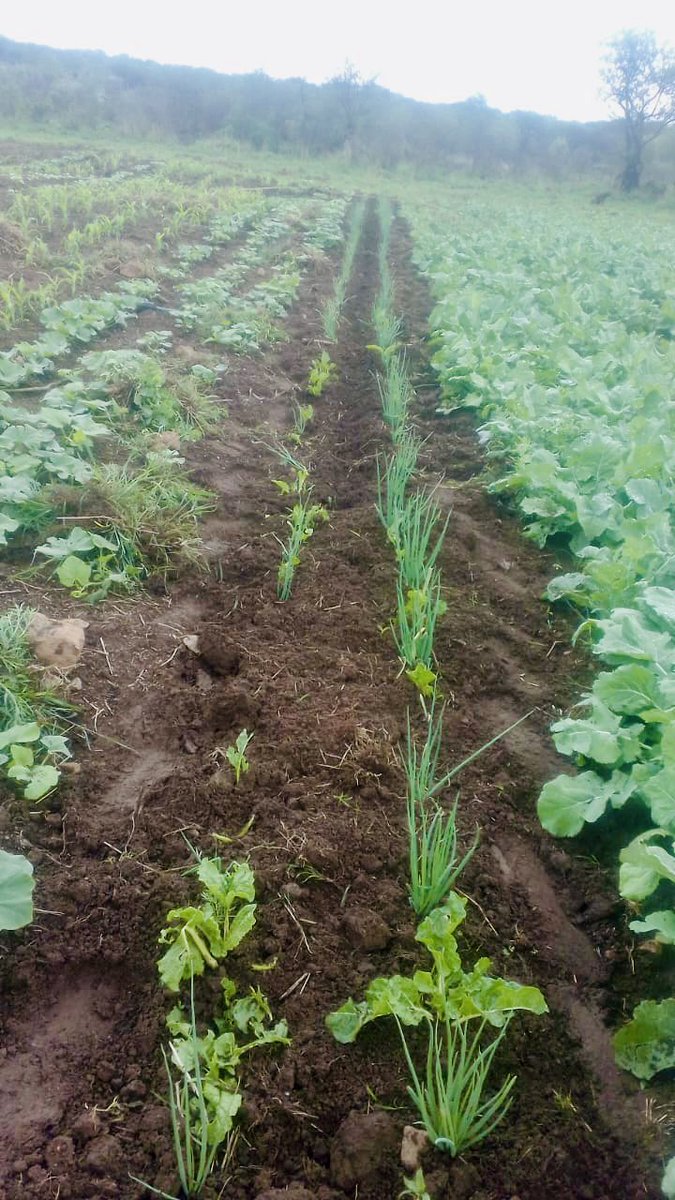 Chymamusique's tweet image. This ?