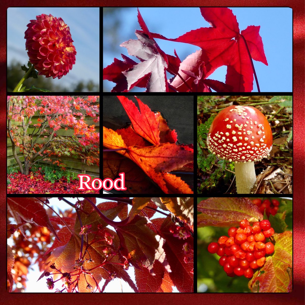 Goedemorgen, vandaag op  #dag25 van #november_kiek is het thema: #rood 
De warme tinten van rood sluiten mooi aan bij de kleuren van de bladeren en het zachte herfstlicht momenteel
Veel plezier vandaag met deze mooie kleur
Fijne dag👋