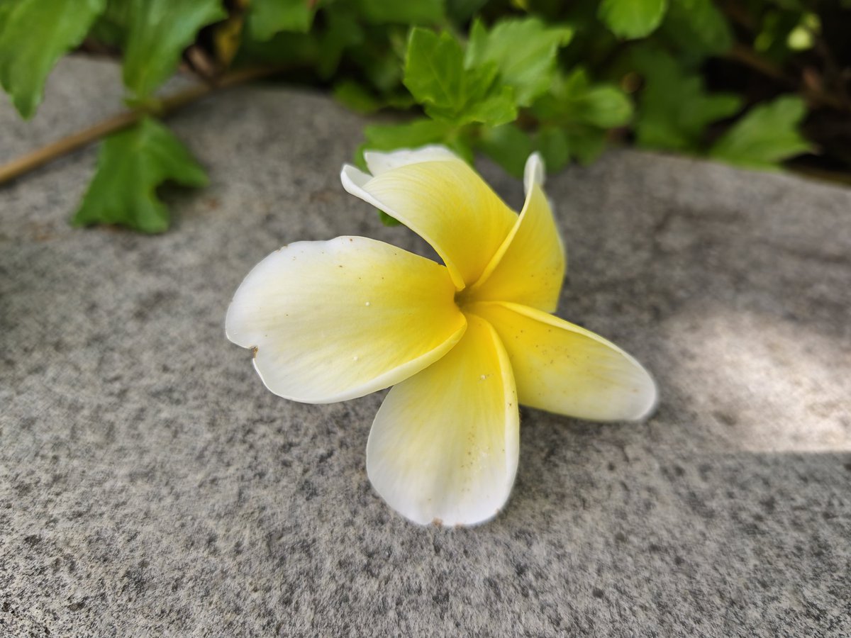 nirmaltv's tweet image. Shot on #PocoF8Ultra #ShotOnPocoF8Ultra #PocoIndia #PocoxBose #Poco

Launching tomorrow, will share more details on the camera.