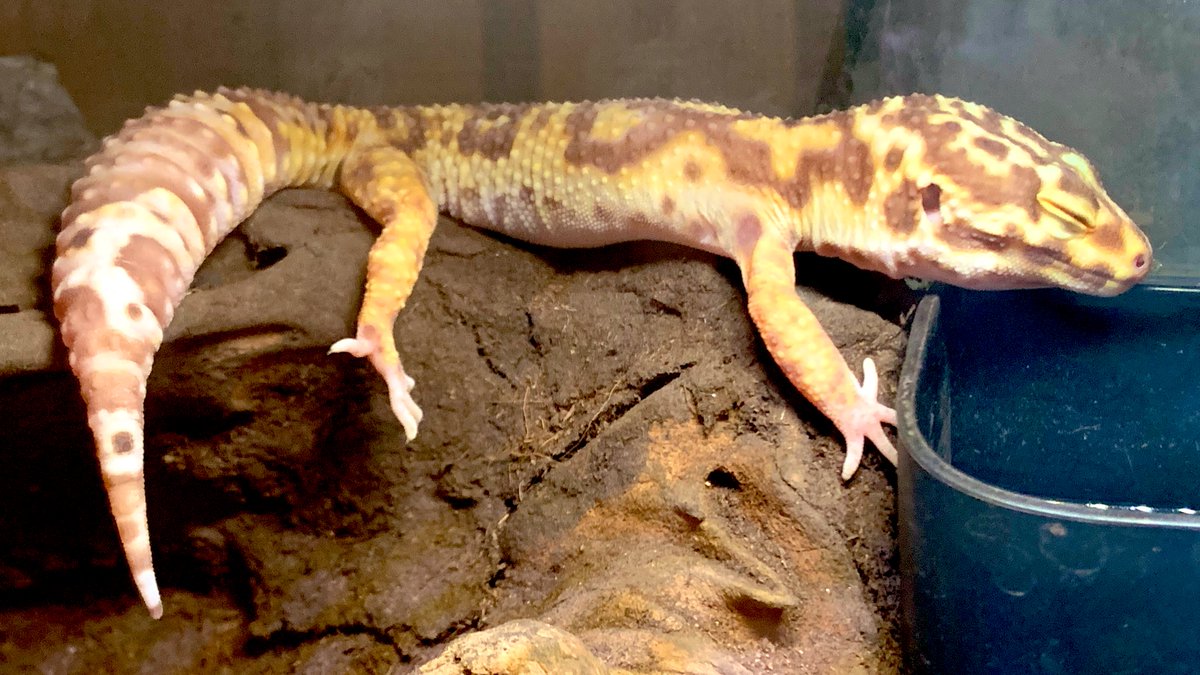 JIGOTE4's tweet photo. くそほど忙しくて疲れてても
こういう姿を見てると癒されるから
ペットはたまらん🦎 https://t.co/GStPRPnvMY