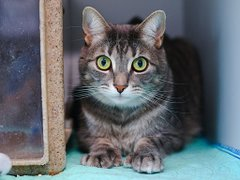 PeterAskin1's tweet image. Once more a "Kit Kat" needs aid
&amp;amp; at NYC ACC this boy is sorely afraid!
Boredom &amp;amp; frustration in equal measure
&amp;amp; needs you &amp;amp; his love you will treasure!
Adopt this boy as death is close at hand
Pledge &amp;amp; we'll strike up the band!
Tag @AdamsPaulGrimke with pledges!
LAST CALL! 🙏…