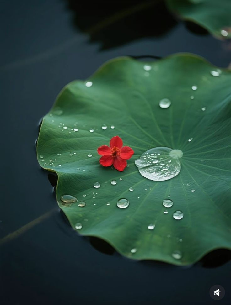 itsbelieverrr's tweet image. There are no accidents in this universe.
The souls we meet are placed with purpose...to awaken us, to cleanse us or to carve love into our very spirit.
Have lovely day be.you.tiful souls 🌹 
#Tuesdayvibes