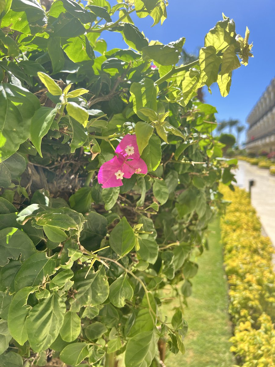 للصباح كلمات جميلة 
و عبارات رقيقة 
تطرق باب أسماعنا 
و معاني دافئة 
تداعب قلوبنا 
فإليگم تحية صباحية 
عطرة 
مليئة بالود و الورد 

صباح الهناء 
والسعادة ...

➤➤➤➤➤➤➤➤➤➤➠➠➠➠
┈┉┅━❀🍃🌺🍃❀━┅┉┈