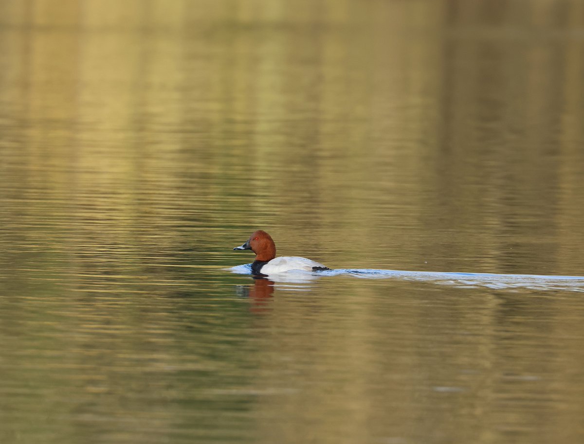 ♂ Pochard from New Hythe
