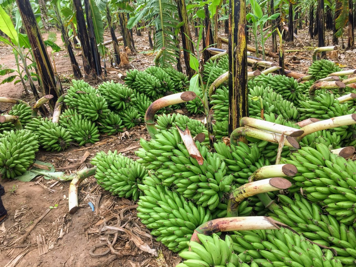 MANIRAFASHAAlb2's tweet photo. Respect to all banana farmers. From seedling to harvest, it’s a long, demanding journey filled with care and commitment. Every bunch tells a story of hard work and resilience. #BananaFarming #RespectToFarmers https://t.co/EafwaHQqXU
