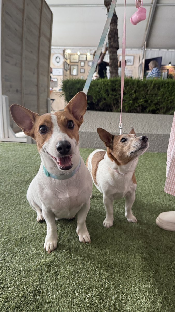 Bring your well-behaved furry friends along! Dogs on leashes are welcome as you explore local craftsmanship, good vibes, and plenty to discover. Just keep them comfy in the crowd we can’t wait to meet them!

St David’s Marist Inanda, Sandton
25–30 Nov
kamers.co.za