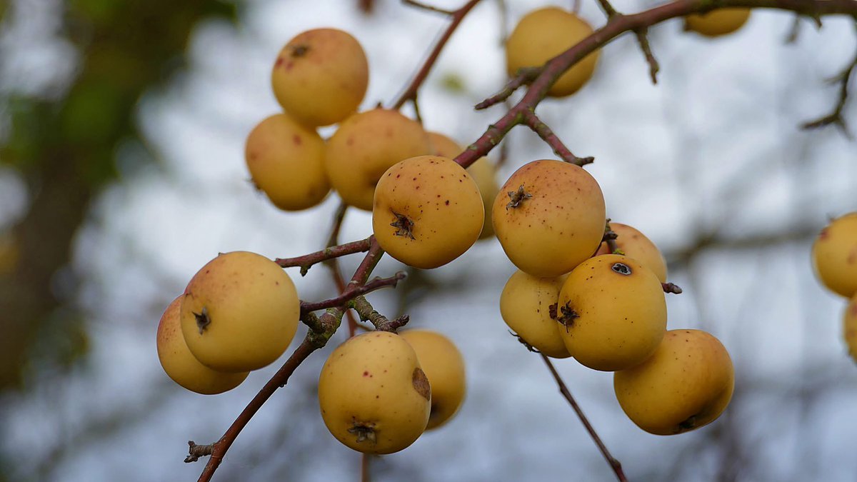 Golden crab apples bringing a little sunshine to the winter hedgerow 🥰🤗