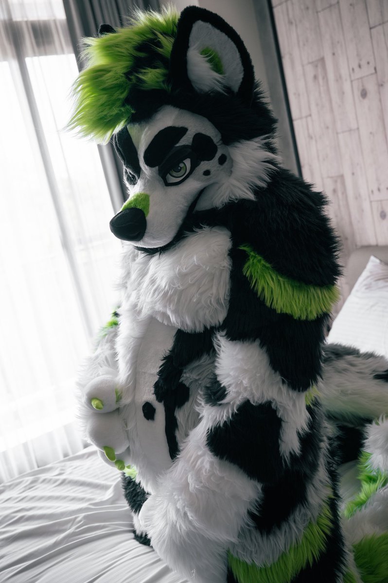kyohei332's tweet image. Look my belly 👀
📸 : @loniceradc66 
#FursuitEveryday 
#TummyTuesday