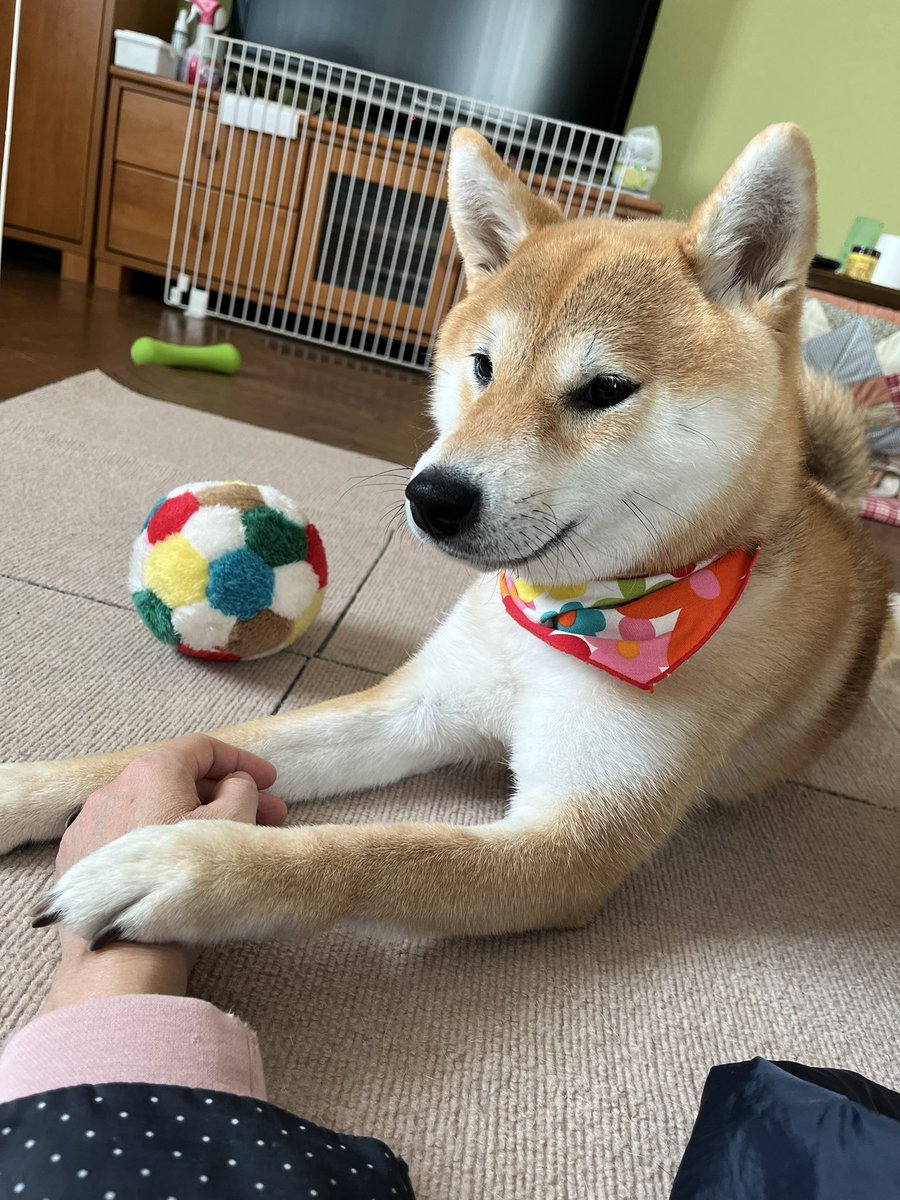 柴犬こめ1歳 (@shibainukome) / Highlights / X