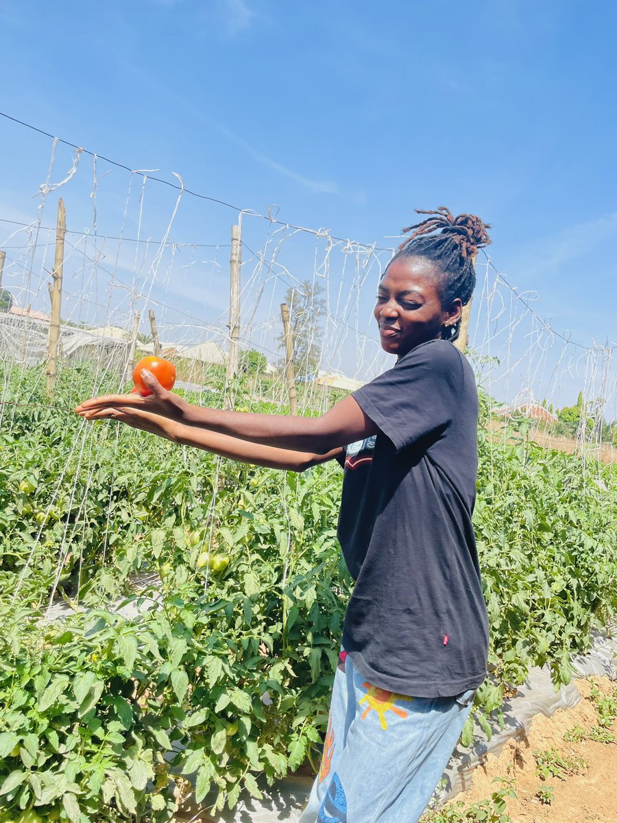 your_eyeness's tweet image. My name is Tobi and I’m the best tomatoes farmer you’ll ever come across. From seedlings to harvest, I deliver the best, season after season