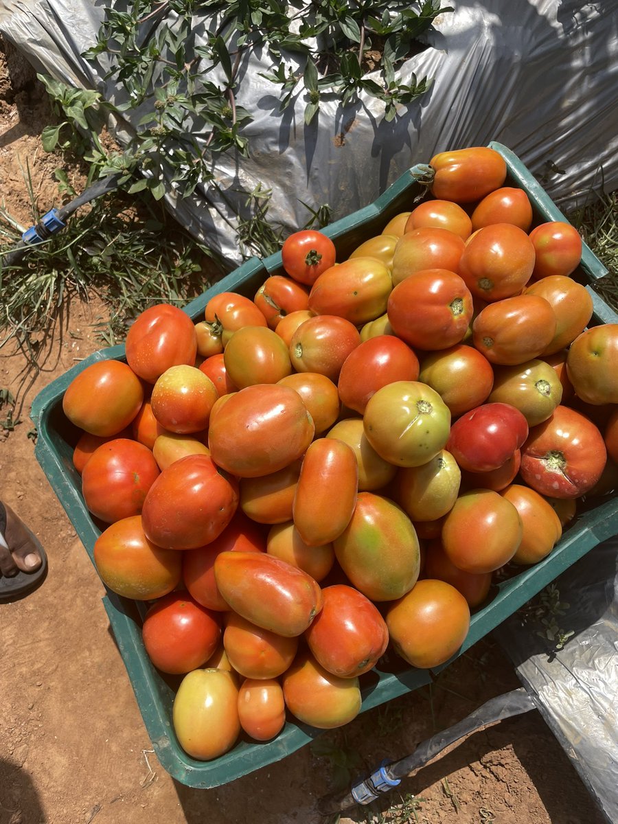 your_eyeness's tweet image. My name is Tobi and I’m the best tomatoes farmer you’ll ever come across. From seedlings to harvest, I deliver the best, season after season