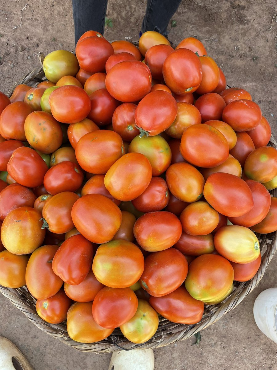your_eyeness's tweet image. My name is Tobi and I’m the best tomatoes farmer you’ll ever come across. From seedlings to harvest, I deliver the best, season after season