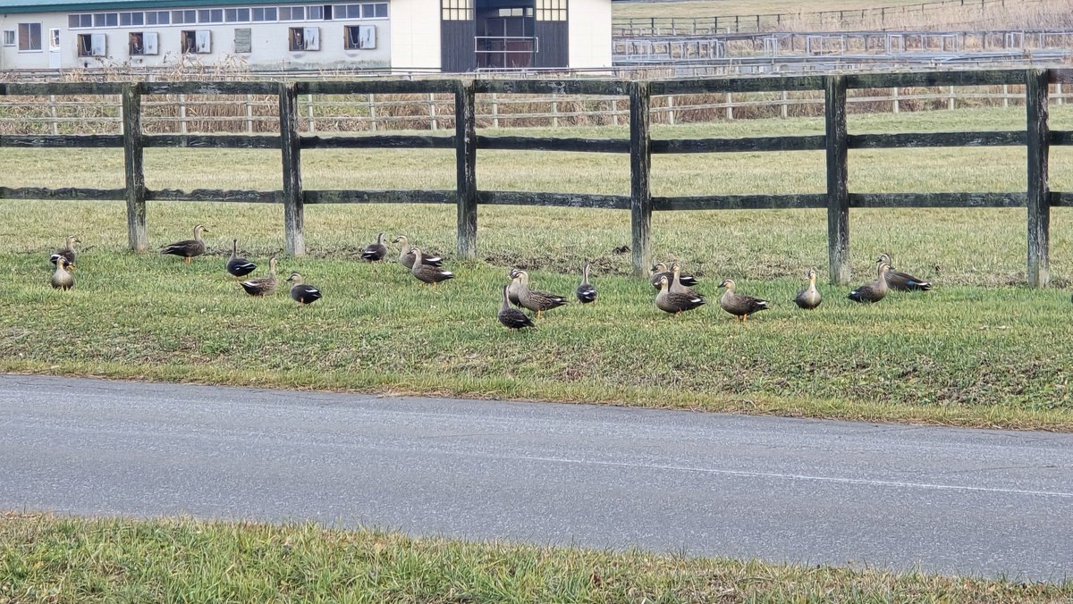 t_f_2nd's tweet image. カモ🦆多すぎないかこれ…💦