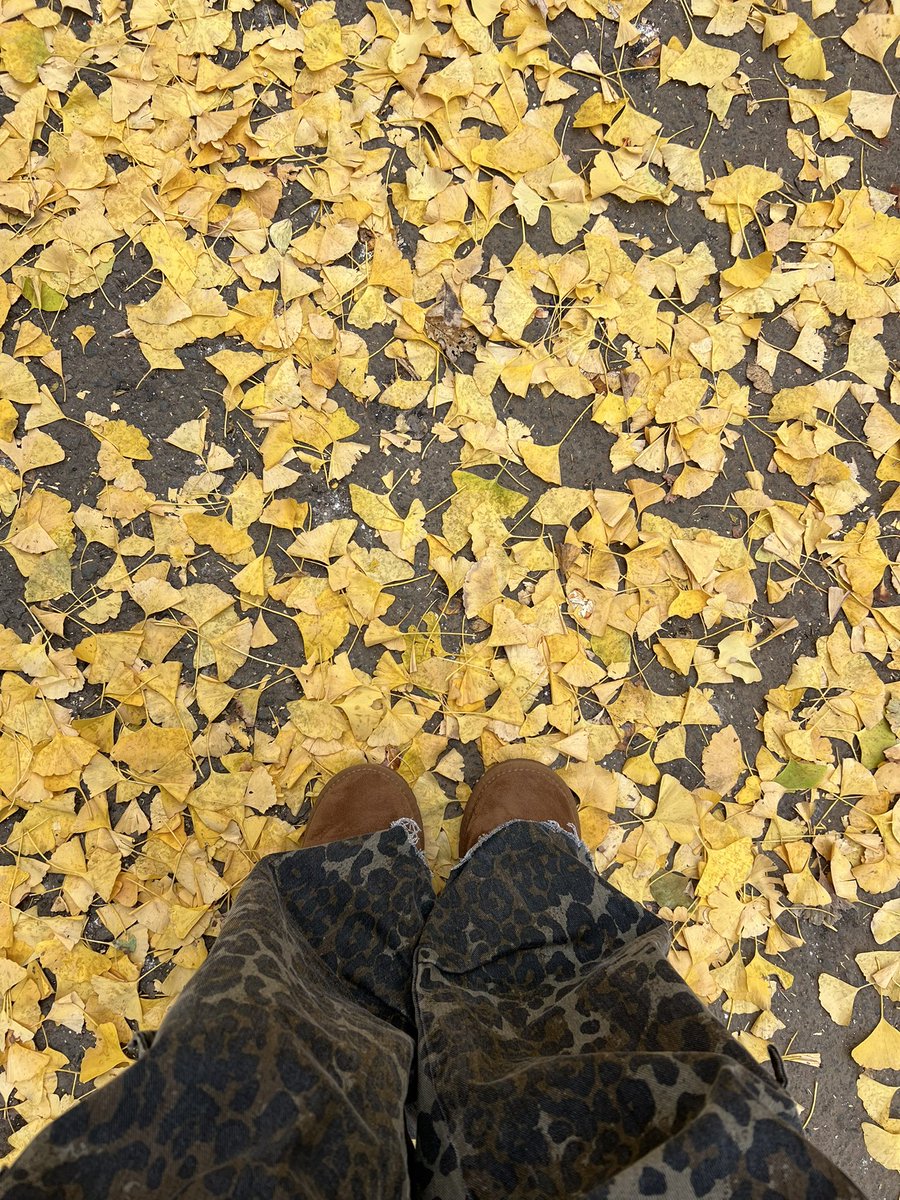 紅葉シーズン🍁
イチョウ綺麗だった✨

カメラマンが優秀っす👏

 #日常垢さんとつながりたい 
 #日常垢