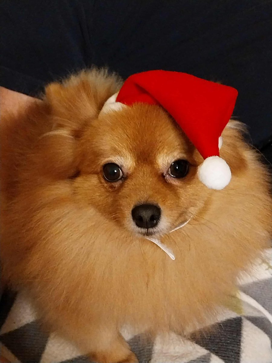DoryyExpx33's tweet image. Santa is here! 🎄 
Say hello to my doggo.
#doggo #christmas #moothunt
