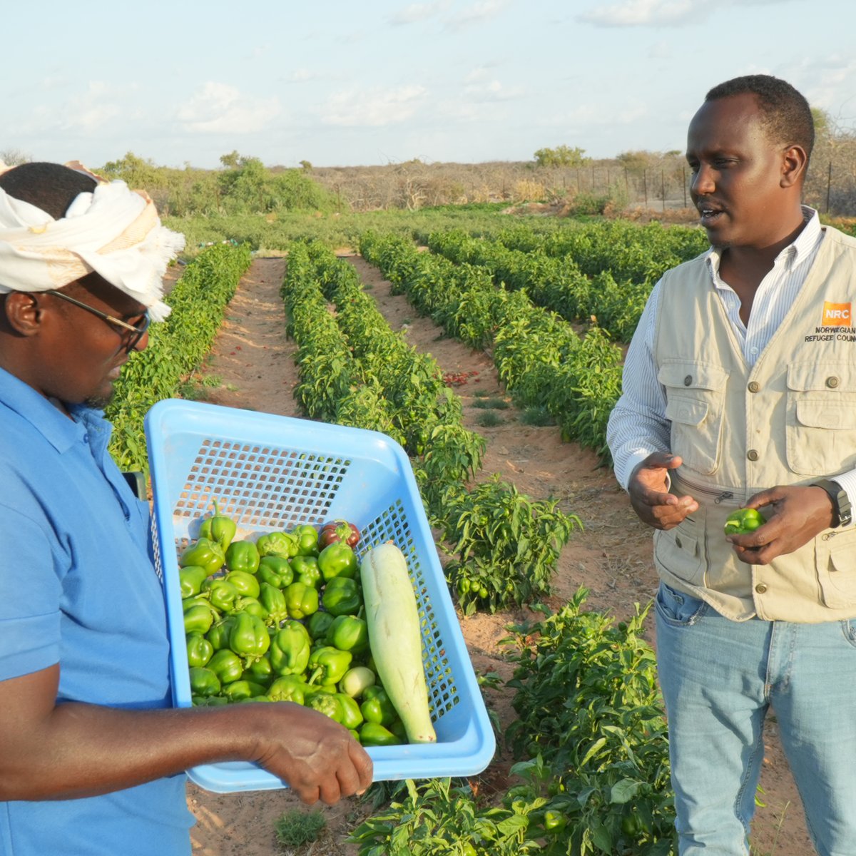 NRC_EAY's tweet photo. #Somalia: A bountiful harvest in El-aqwan.
Through the #JRPProject with @WFPSomalia, we supported farmer cooperatives now harvesting their crops. This is helping families secure food &amp; income, and build resilience to climate challenges. Thanks to @KfW_int. https://t.co/K1wA9mJTo0
