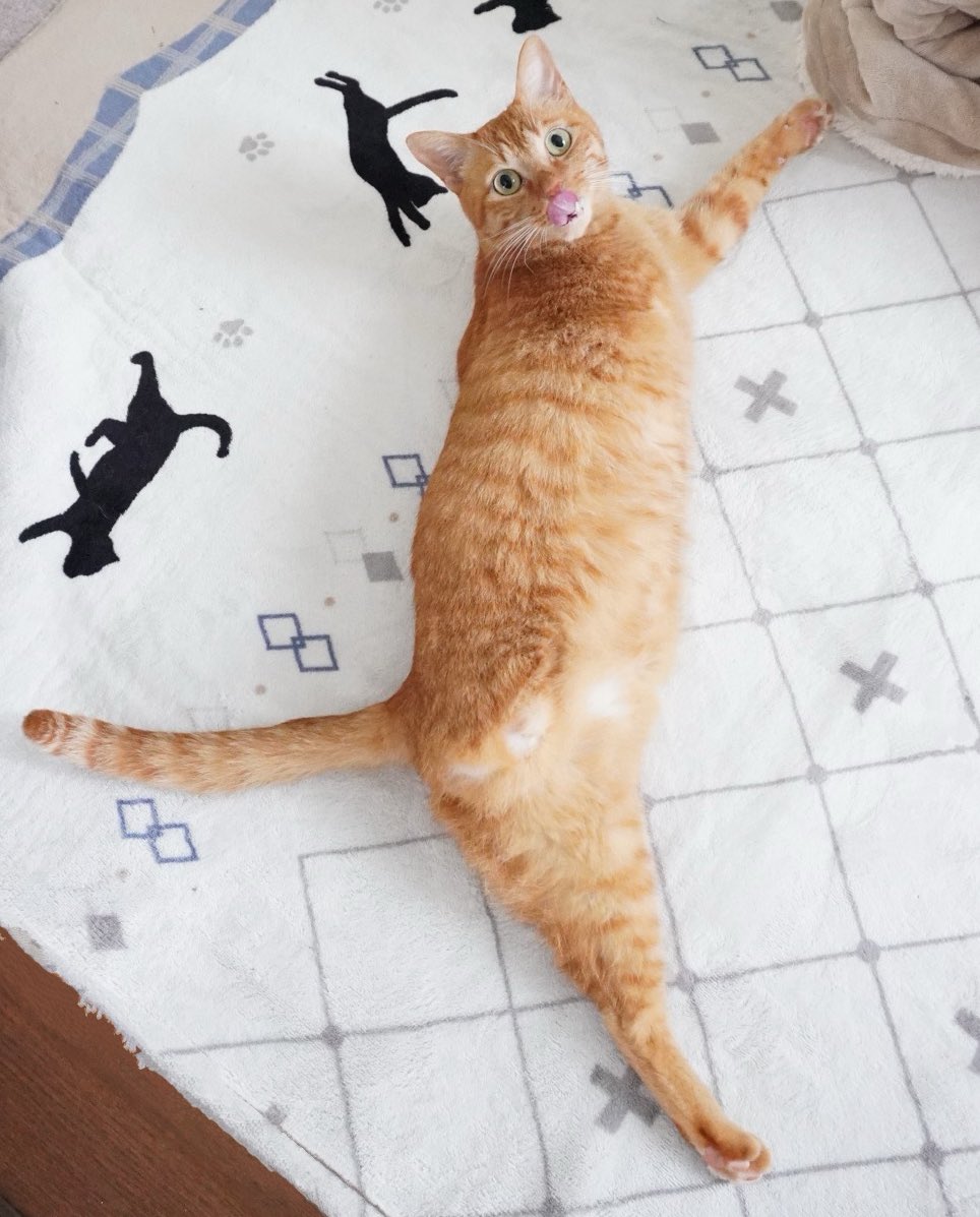 にゃんちゅー (@Nyanchu_1011) / Posts / X