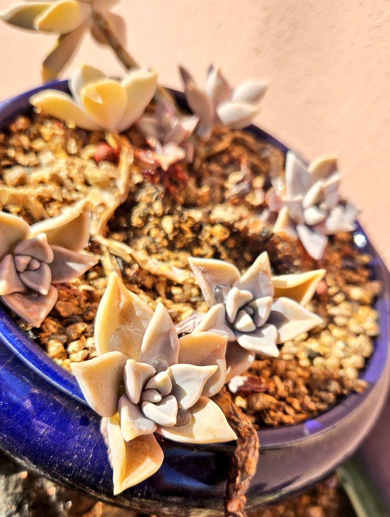 skyoustar's tweet image. 처음엔 다육이를 왜 키울까, 꽃도 아닌데 그런 생각을 갖고 있었는데 어느 날 너무 예뻐 보이는 거예요. 꽃만큼이나 예뻐요.