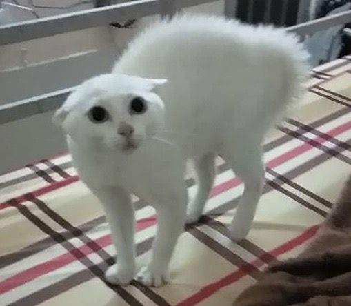 ࿔˚⋆𝓜𝓸𝓻𝓸𝓼𝓮⋆˚࿔ tweet media