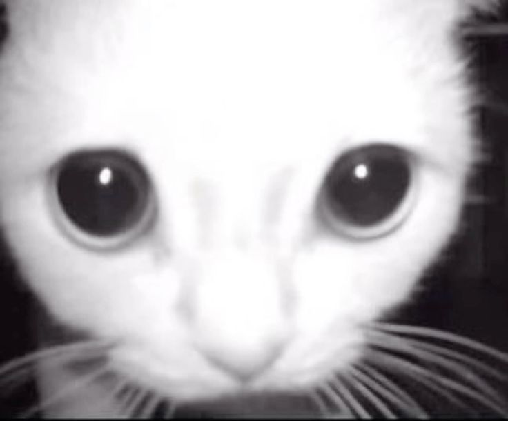 ࿔˚⋆𝓜𝓸𝓻𝓸𝓼𝓮⋆˚࿔ tweet media