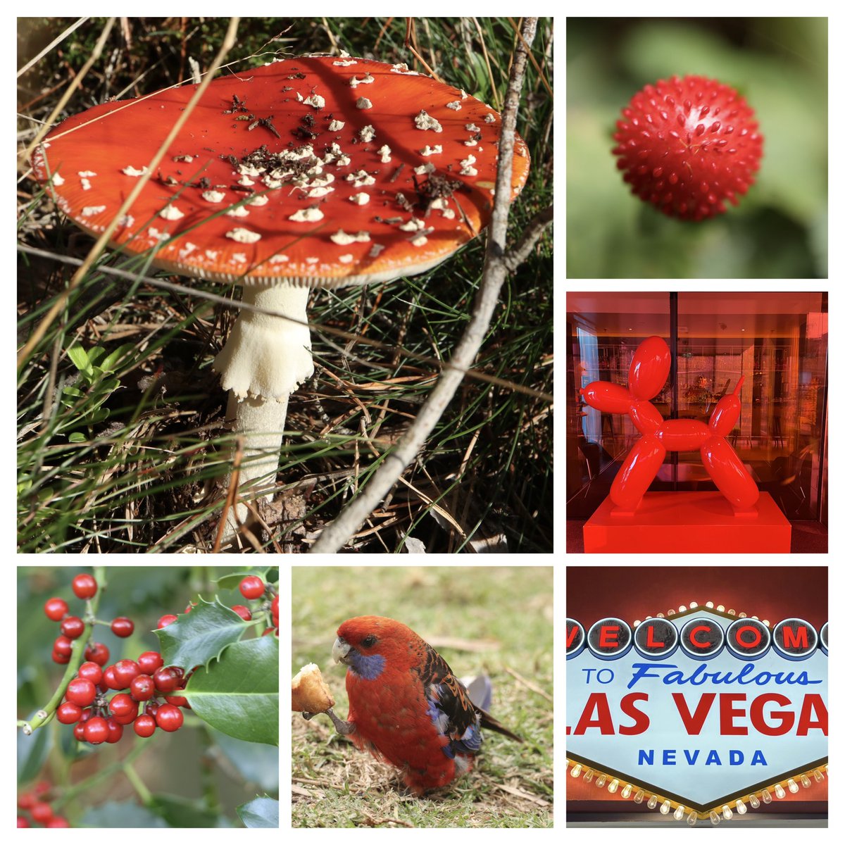 AggieJong's tweet image. #dag25 van #november_kiek is het thema: #rood @adriana57