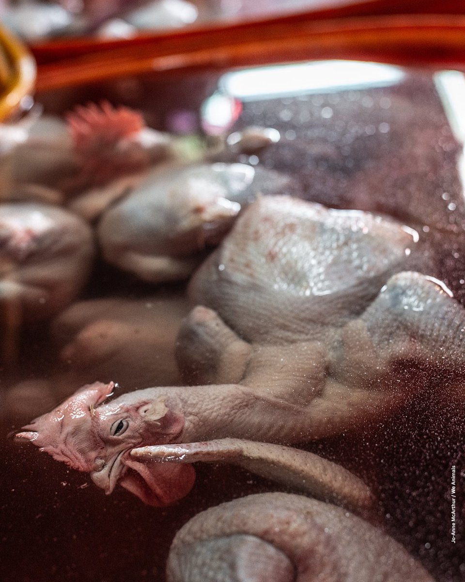 PETAUK's tweet image. Your chicken dinner cost you a fiver, it cost them their lives. 
Go vegan.