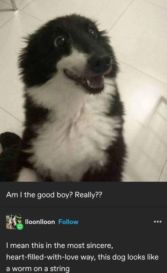 everything dogs 🐶 (@everythingdogss) on Twitter photo 