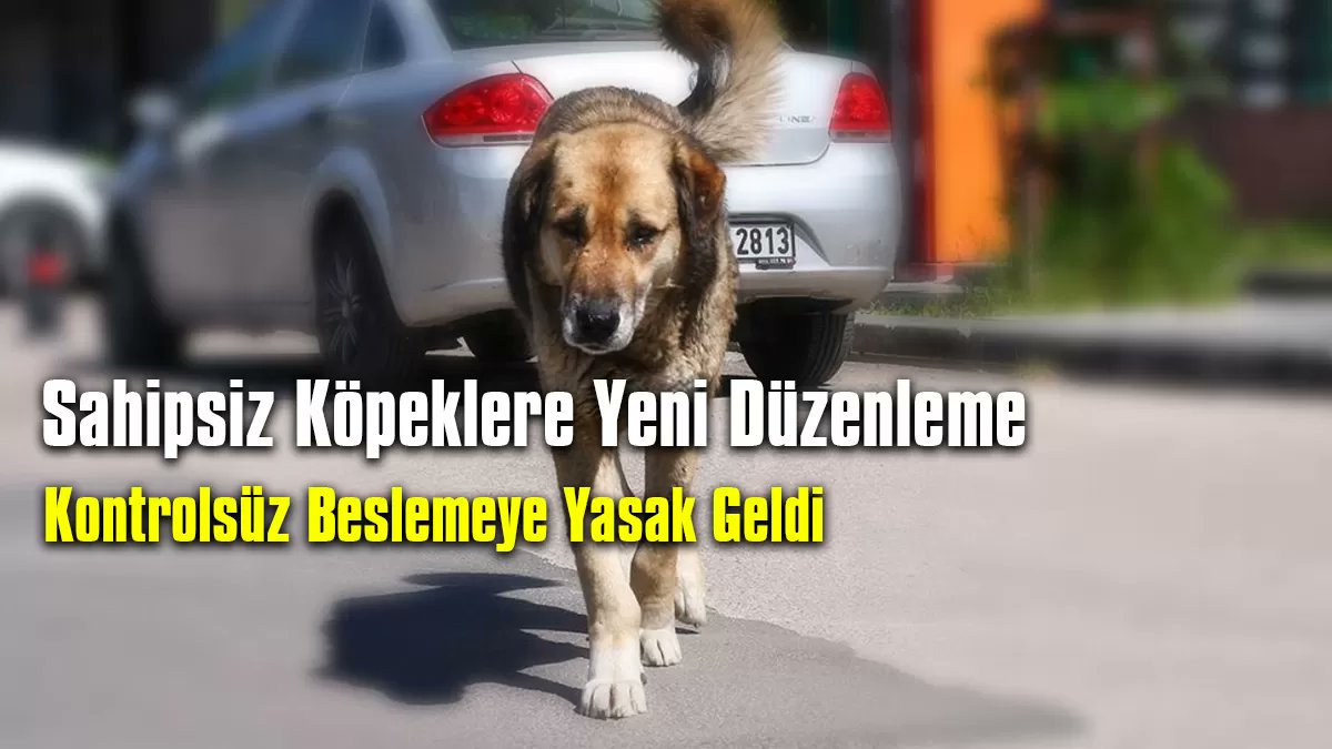 27_habernet's tweet image. Sahipsiz Köpeklere Yeni Düzenleme: Kontrolsüz Beslemeye Yasak Geldi

#Casdostlar #DilsizCanlılar #SokakKöpekleri #sokak #Köpek 
gaziantephaber.net/sahipsiz-kopek…