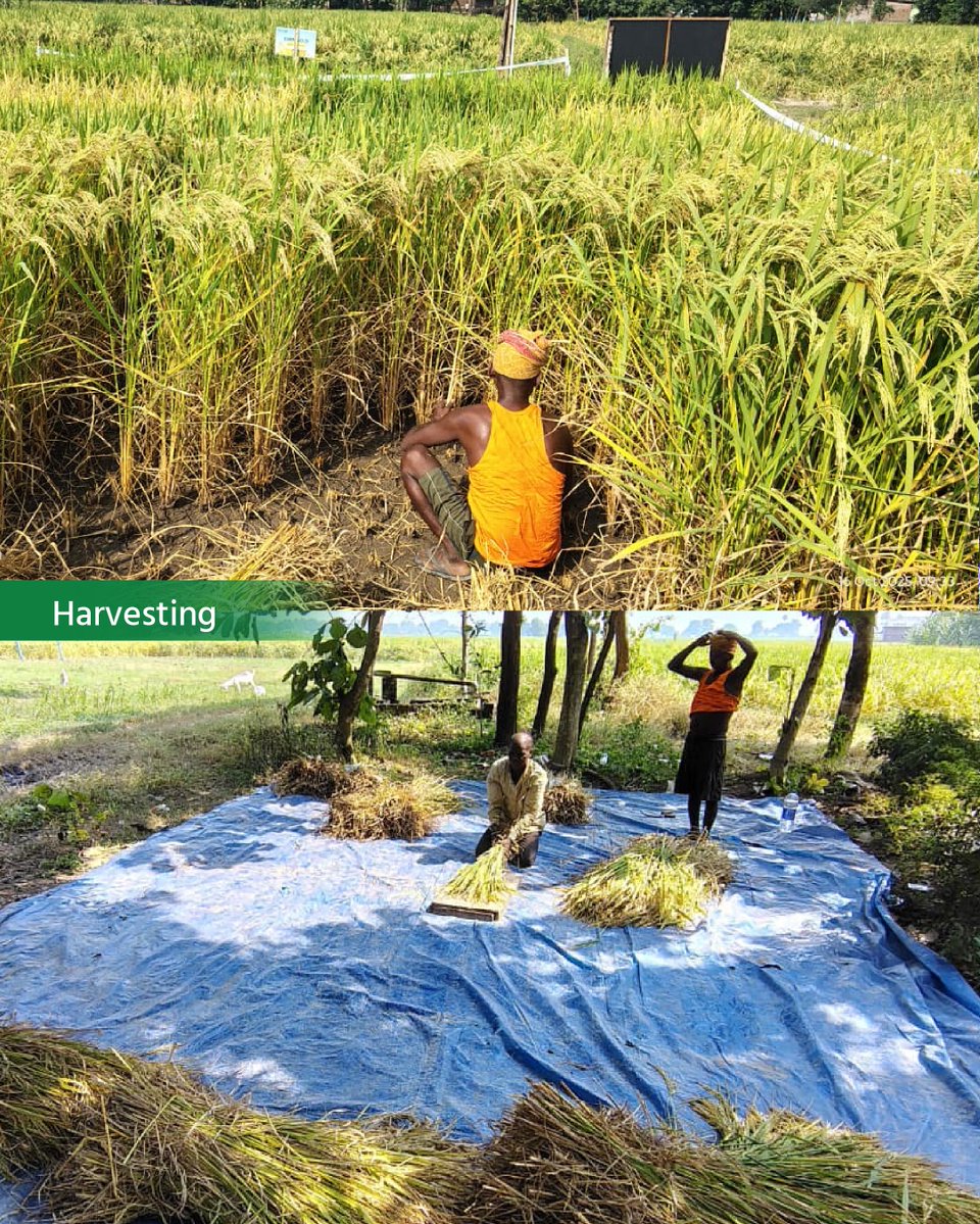 DeHaatTM's tweet image. Another #PaddySeason comes to an end, shaped by strong crop growth, timely solutions and consistent field support.
Our teams engaged with thousands of farmers across 90+ districts, ensuring access to quality seeds, nutrition &amp;amp; protection inputs.

#Agriculture #ProgressiveFarming