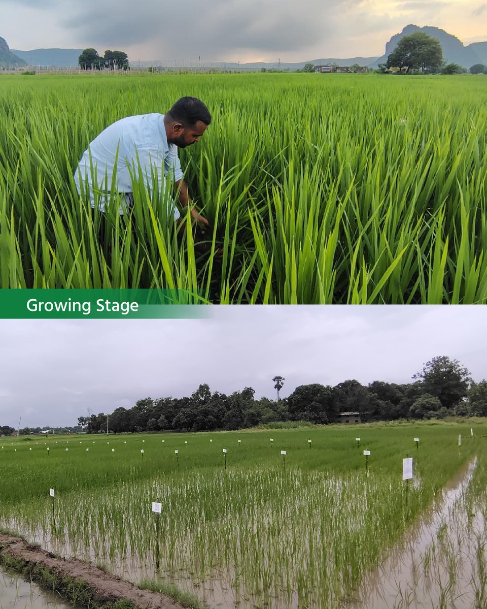 DeHaatTM's tweet image. Another #PaddySeason comes to an end, shaped by strong crop growth, timely solutions and consistent field support.
Our teams engaged with thousands of farmers across 90+ districts, ensuring access to quality seeds, nutrition &amp;amp; protection inputs.

#Agriculture #ProgressiveFarming