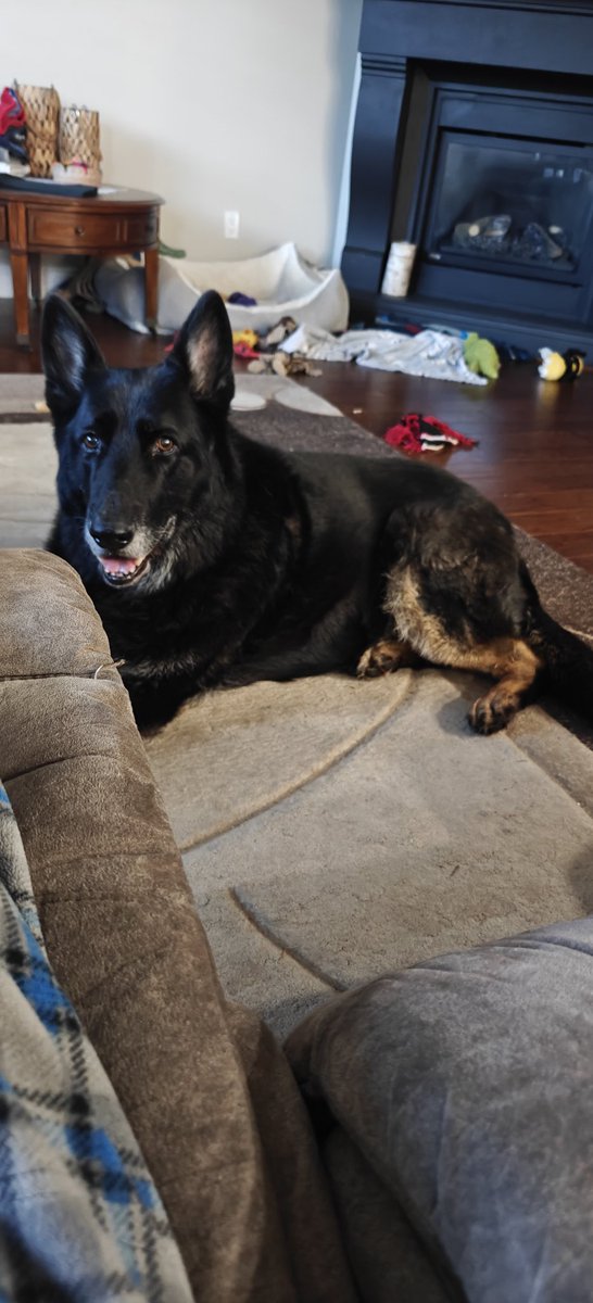 bwells888's tweet image. My 130lb black and tan GSD.. we lost his sister last week so we&apos;re adjusting to a new life. 🥹❤️🙏#gsd #transition