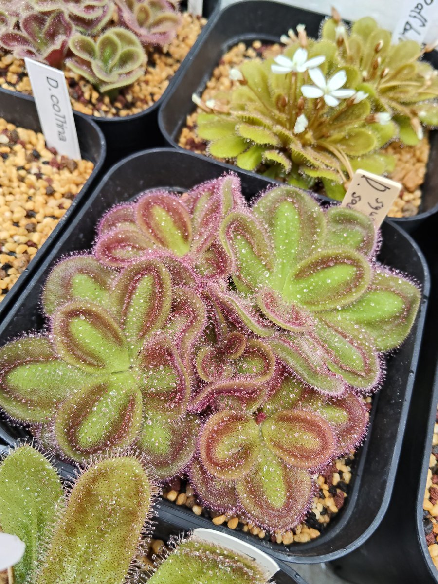 SACHI (@sasasa0506) / Posts / X