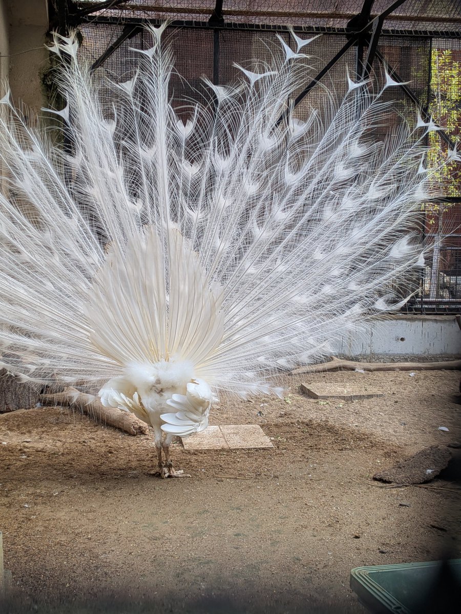 普通の孔雀も🦚とても美しいけど 白孔雀の美しさはまた別格(∩˘ω