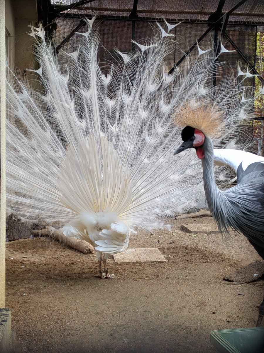 11月に起きたビックリなこと👀‼️
なんと！シロクジャクのリョウ♂が飾り羽を開いたのです‼️
ここ数年振り返っても見たことなかったのでとてもビックリしました。
でもその日以来見てません^^;
そんな奇跡を官兵衛♂は大してビックリしてませんでした（笑）
＃シロクジャク
＃須坂市動物園
＃須坂市