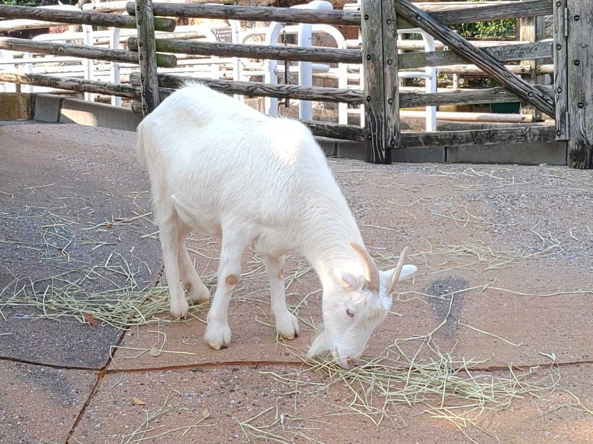 itozu_zoo's tweet image. 本日は休園日。
夜間に雨が降ったため、園内は落ち葉だらけに。
ウメコとしらたま親子は朝ごはんの乾草よりも落ち葉に夢中のようでした。その後、乾草も食べていました（写真）。
#到津の森公園 #itozuzoo #動物園 #zoo #ヤギ #goat #落ち葉