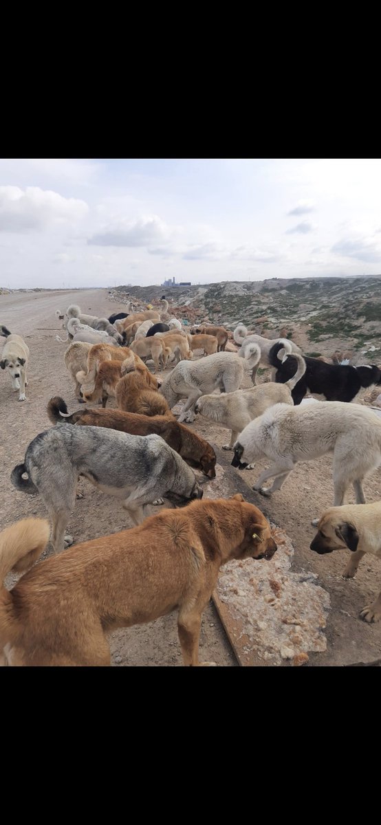 Komodo_ejdeeri's tweet image. Yerdeki canlılara merhamet edinki Allah da size merhamet etsin !!! Bu can bu bedende oldugu sürece Tüm canlılara elimden gelen herşeyi yapacam !!  #SokakHayvanlarıSahipsizDeğil