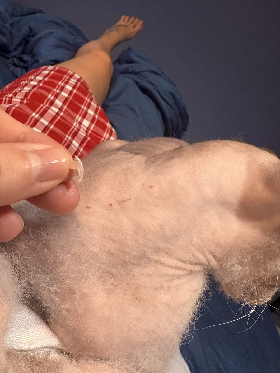 Вытащила из загривка у Гашека коготь Пестриния 😱