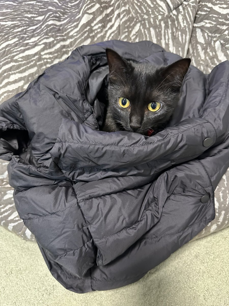 黒猫。 断捨離中出品 Post by 安堂維子里「破門」コミカライズ／「家に黒猫がいます」 on X