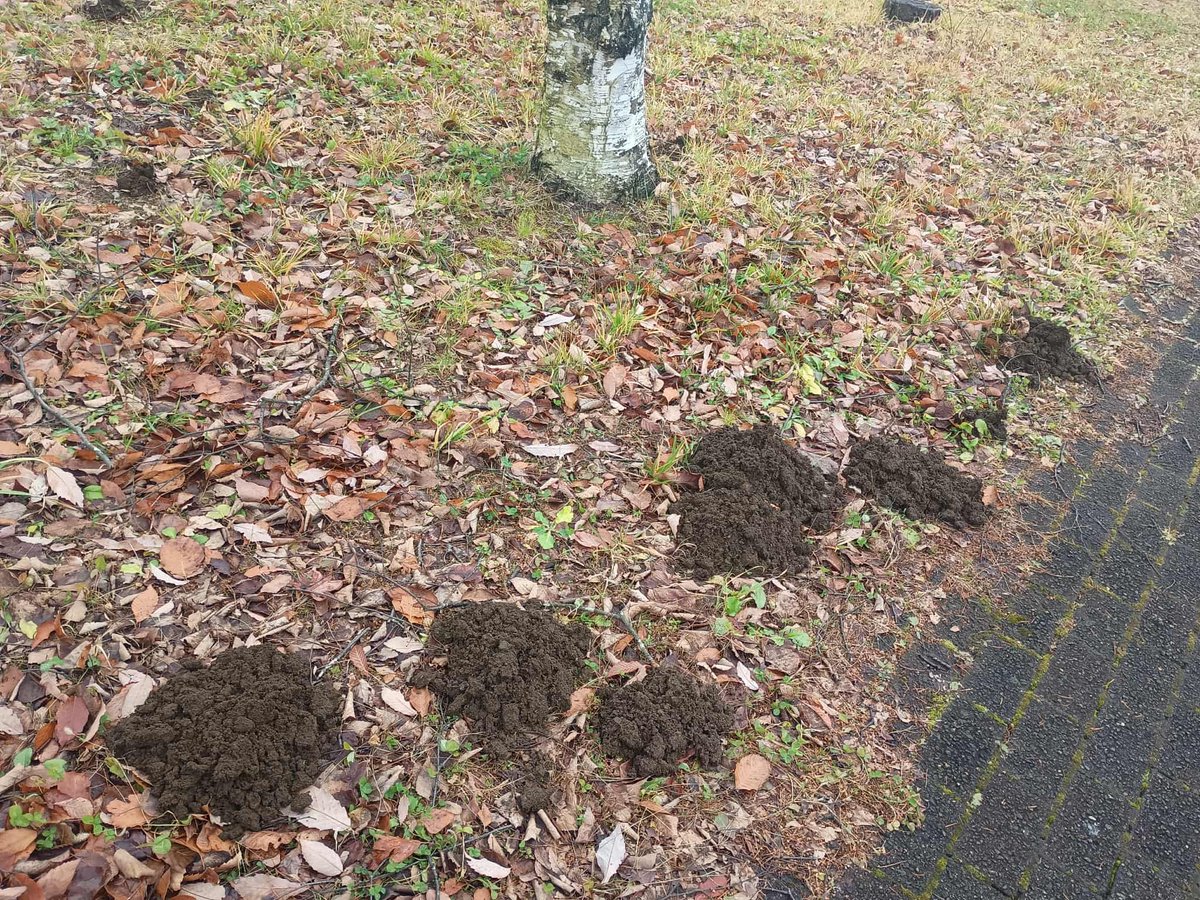 Iwate_puPR's tweet image. だいぶ遅めのおはようございます🌱

#岩手県立大学 #滝沢キャンパス に現れた“モグラロード”
モグラさんのように物事を深く掘り下げて学んでいきたいですね⛏️

インフルエンザが流行しています。体調にはくれぐれもお気をつけください。