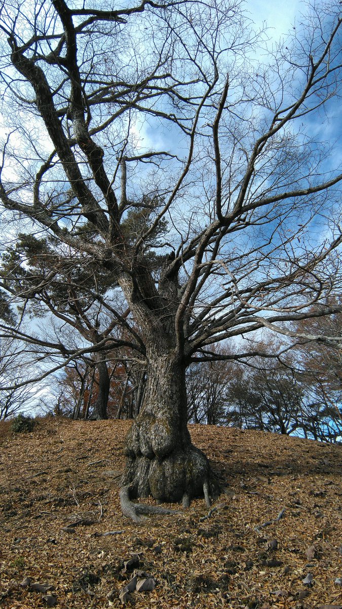 CollectBooksApp's tweet image. #ThickTrunkTuesday #Tree #Nature
