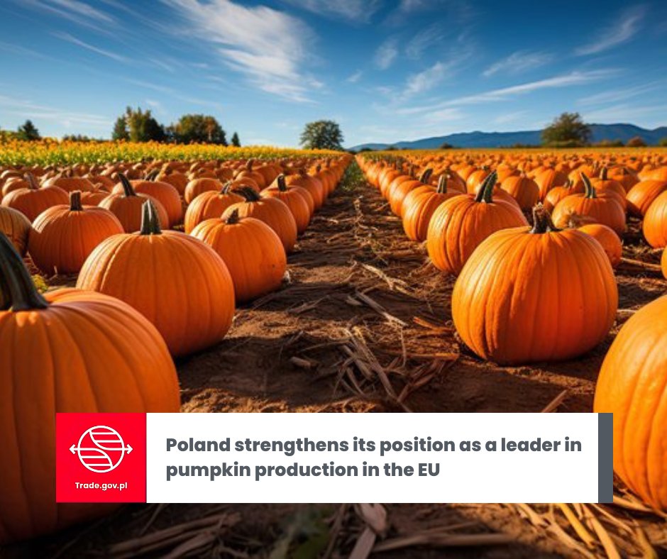 🎃 Poland is increasingly marking its presence on the European market of pumpkin type vegetables. The dynamic development of crops, growing domestic demand and export potential make Polish producers strengthen their position both in the cultivation and in the processing and