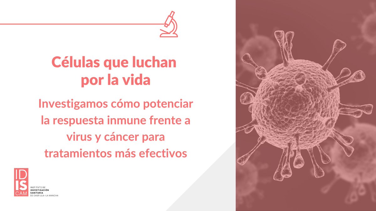 idiscam's tweet image. 🦠 Nuestro grupo estudia cómo las células T responden a infecciones virales crónicas y cáncer, con el objetivo de mejorar diagnósticos y tratamientos frente a VIH, hepatitis B y C o hepatocarcinoma

Más información: idiscam.es/investigacion/…