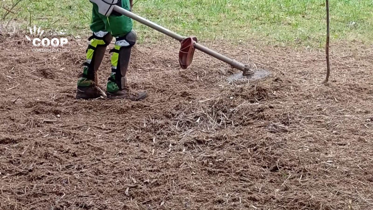 stopcortaderia's tweet image. 🌾 Gestionar bien los restos de #Cortaderia es clave para que no vuelva
Trituramos las hojas MUY finas, mejorando el suelo sin riesgo de rebrote, y retiramos tocones y tallos
💪🌱 Constancia y cooperación: nuestras mejores aliadas contra la invasión
#lifeproject #lifeprogramme