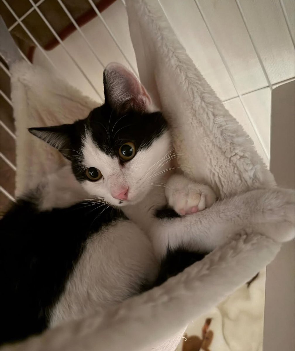 トライアルから戻ってきました】 先住猫ちゃんとの相性から戻ってき