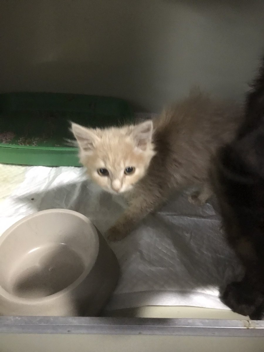 Черешня і Абрикоска перебувають в клініці разом в одному боксі 
Черешню можна було б випускати на вулицю після стерилізації бо  не прилаштували але завдяки пані Марії з твітеру 
Черешня і Абрикоска будуть разом вона оплатила перебування в клініці
Щиро дякую за допомогу!!!