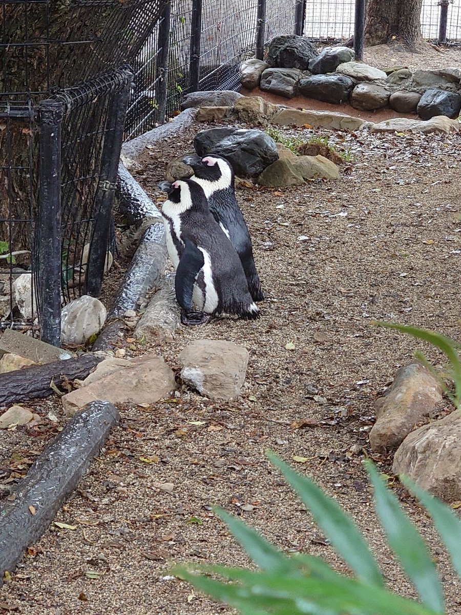 ポポチョロ🐦💨 (@1b4fc39ec9e04d3) / Posts / X