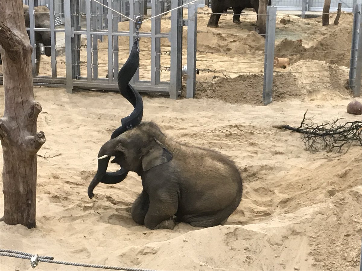 HelenRaywood's tweet image. #AlphabetChallenge 
#WeekVforVowels
Infant Elephant